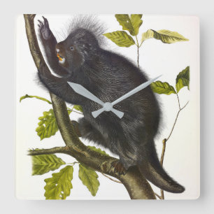 Noord-Amerikaanse of Canada Porcupine door Audubon Vierkante Klok