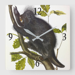 Noord-Amerikaanse of Canada Porcupine door Audubon Vierkante Klok