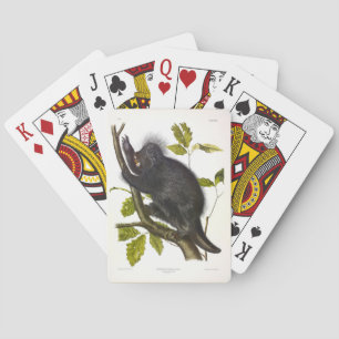 Noord-Amerikaanse of Canadese boomstekelvarken doo Pokerkaarten