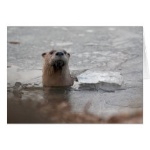 Noord-Amerikaanse Otter