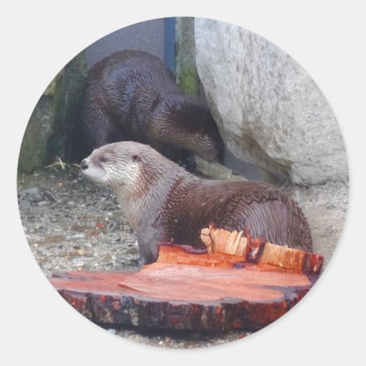 Noord-Amerikaanse Otter #1 Sticker (Voorkant)