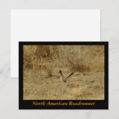 Noord-Amerikaanse Roadrunner Briefkaart (Voorkant / Achterkant)