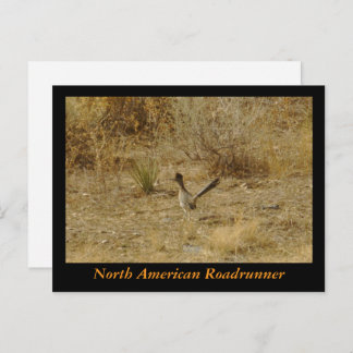 Noord-Amerikaanse Roadrunner Briefkaart