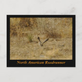 Noord-Amerikaanse Roadrunner Briefkaart (Voorkant)