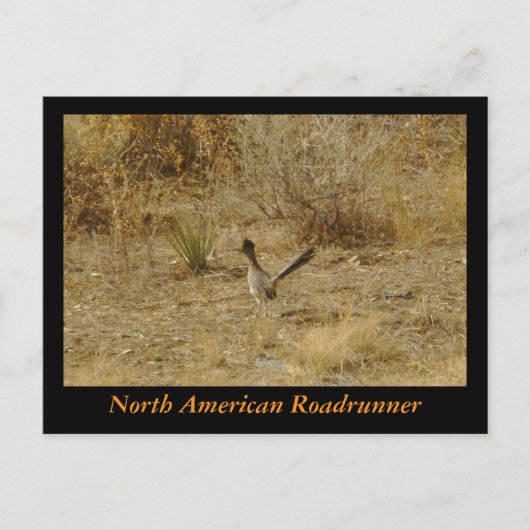 Noord-Amerikaanse Roadrunner Briefkaart (Voorkant)