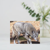 Noord-Amerikaanse Sly Red Wolf Briefkaart (Staand voorkant)