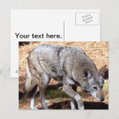 Noord-Amerikaanse Sly Red Wolf Briefkaart (Voorkant / Achterkant)