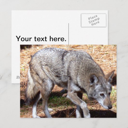 Noord-Amerikaanse Sly Red Wolf Briefkaart (Voorkant / Achterkant)