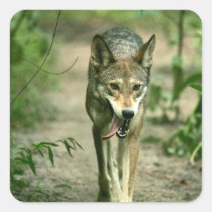 Noord-Amerikaanse Sly Red Wolf Vierkante Sticker