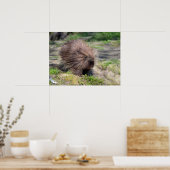 Noord-Amerikaanse stekelvarken Poster (Keuken)