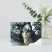 Noord-Amerikaanse Timber Wolf in Snow Briefkaart (Staand voorkant)