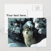 Noord-Amerikaanse Timber Wolf in Snow Briefkaart (Voorkant / Achterkant)