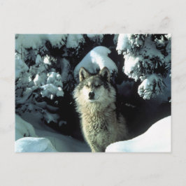 Noord-Amerikaanse Timber Wolf in Snow Briefkaart