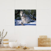 Noord-Amerikaanse Timber Wolf in Snow Poster (Keuken)