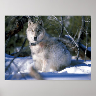 Noord-Amerikaanse Timber Wolf in Snow Poster