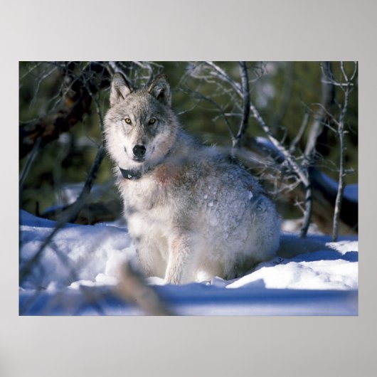 Noord-Amerikaanse Timber Wolf in Snow Poster (Voorkant)