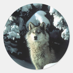 Noord-Amerikaanse Timber Wolf in Snow Ronde Sticker