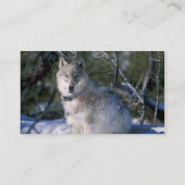 Noord-Amerikaanse Timber Wolf in Snow Visitekaartje (Achterkant)