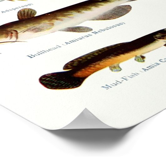 Noord-Amerikaanse vis Poster (Hoek)