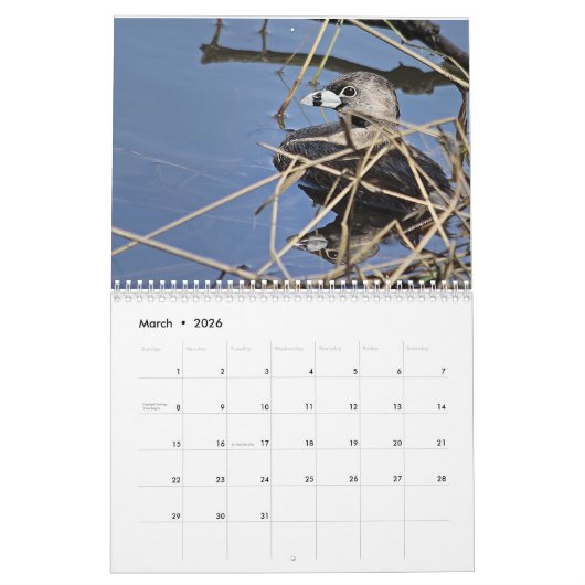 Noord-Amerikaanse Vogels 2026 Kalender (Mar 2026)