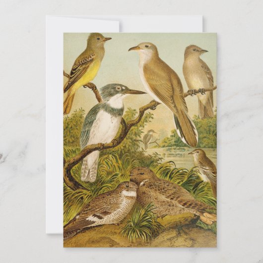 Noord-Amerikaanse vogels | Anton Goering (Voorkant)