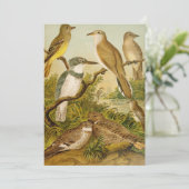 Noord-Amerikaanse vogels | Anton Goering (Staand voorkant)