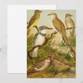 Noord-Amerikaanse vogels | Anton Goering (Voorkant / Achterkant)