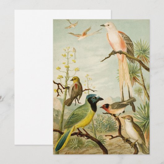 Noord-Amerikaanse vogels | Anton Goering (Voorkant / Achterkant)