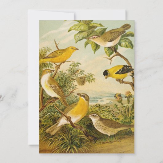 Noord-Amerikaanse vogels | Anton Goering (Voorkant)