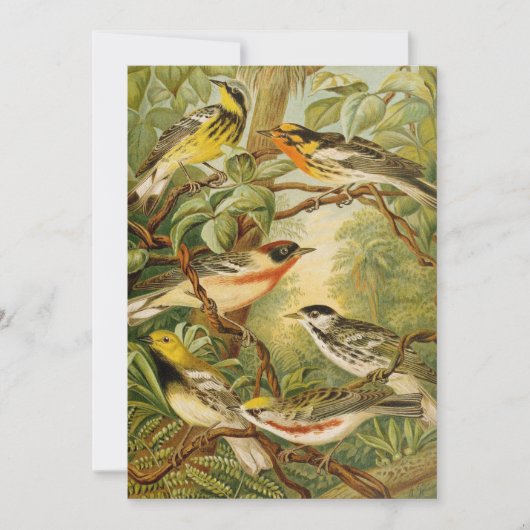 Noord-Amerikaanse vogels | Anton Goering (Voorkant)