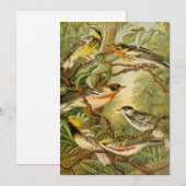 Noord-Amerikaanse vogels | Anton Goering (Voorkant / Achterkant)