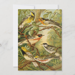 Noord-Amerikaanse vogels   Anton Goering