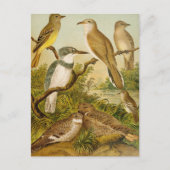 Noord-Amerikaanse vogels | Anton Goering Briefkaar Briefkaart (Voorkant)