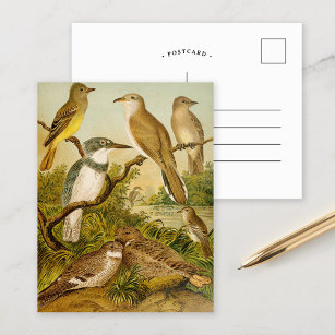 Noord-Amerikaanse vogels   Anton Goering Briefkaar Briefkaart
