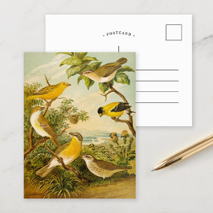 Noord-Amerikaanse vogels   Anton Goering Briefkaar Briefkaart