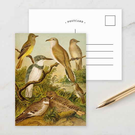 Noord-Amerikaanse vogels | Anton Goering Briefkaar Briefkaart