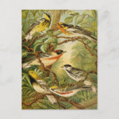 Noord-Amerikaanse vogels | Anton Goering Briefkaar Briefkaart (Voorkant)