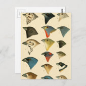 Noord-Amerikaanse vogels Briefkaart (Voorkant / Achterkant)