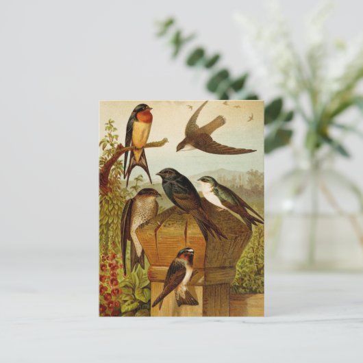 Noord-Amerikaanse vogels | Briefkaart Gustav Mü t (Staand voorkant)