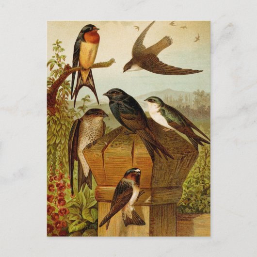 Noord-Amerikaanse vogels | Briefkaart Gustav Mü t (Voorkant)