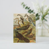 Noord-Amerikaanse vogels | Briefkaart Gustav Mü t (Staand voorkant)