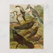 Noord-Amerikaanse vogels | Briefkaart Gustav Mü t (Voorkant)