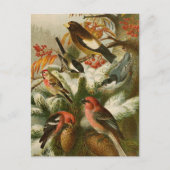 Noord-Amerikaanse vogels | Briefkaart Gustav Mü t (Voorkant)