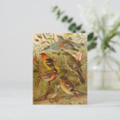 Noord-Amerikaanse vogels | Briefkaart Gustav Mü t (Staand voorkant)