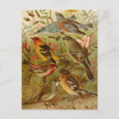 Noord-Amerikaanse vogels | Briefkaart Gustav Mü t (Voorkant)