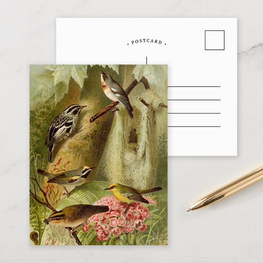 Noord-Amerikaanse vogels | Briefkaart Gustav Mü t