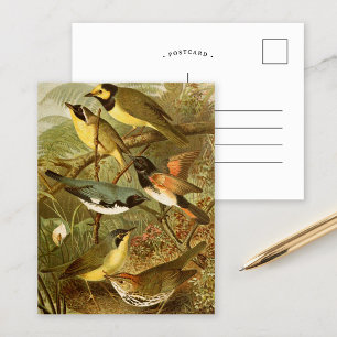 Noord-Amerikaanse vogels   Briefkaart Gustav Mü t