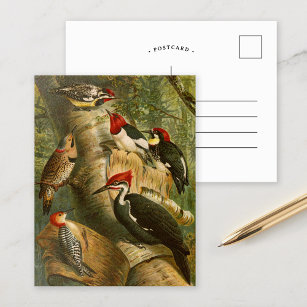Noord-Amerikaanse vogels   Briefkaart Gustav Mü t