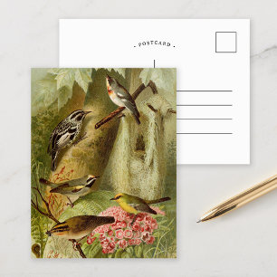 Noord-Amerikaanse vogels   Briefkaart Gustav Mü t