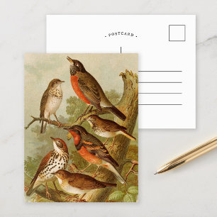 Noord-Amerikaanse vogels   Briefkaart Gustav Mü t